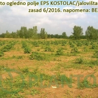 14739455530777_160818_Kostolac2016 (2).jpg